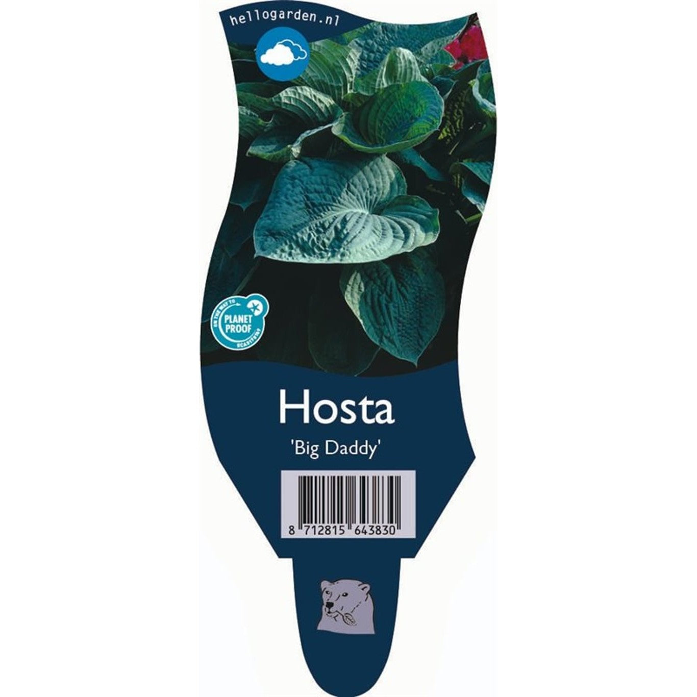 Funkia – Hosta 'Big Daddy' - P11